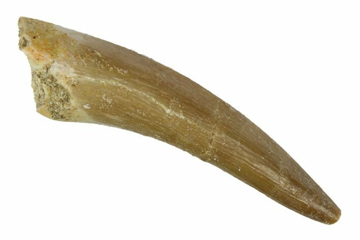 Fossil Plesiosaur (Zarafasaura) Tooth - Morocco #186231